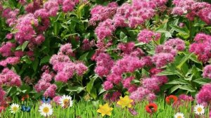 Спирея японская Криспа ? Обзор: посадка и уход. саженцы спиреи Криспа: описание и особенности