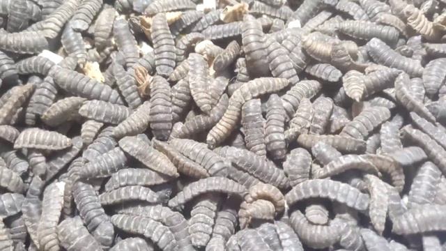 Купил предкуколку черной львинки смотреть онлайн