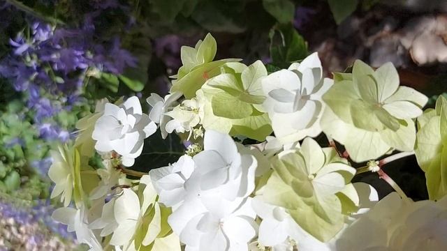 Гортензия «Wedding Gown» Свадебное платье смотреть онлайн