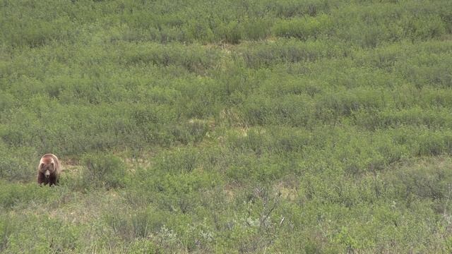 Potential WORLD RECORD GRIZZLY Hunt смотреть онлайн