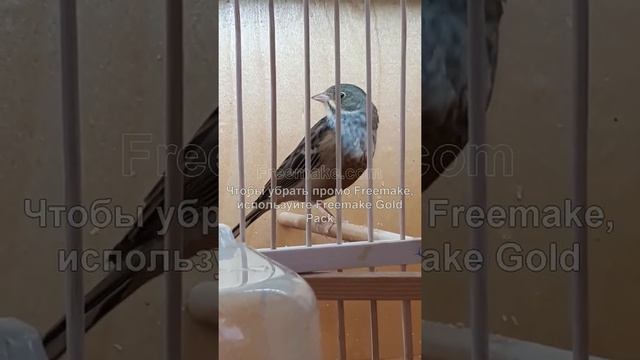 Садовая овсянка поведение и песня смотреть онлайн