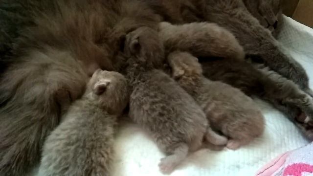 Кормление шотландских котят. смотреть онлайн