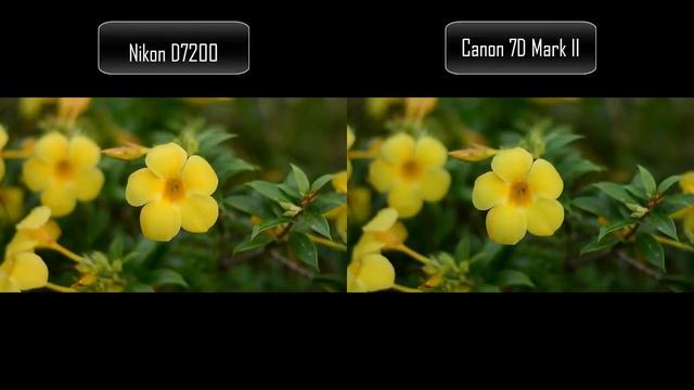 Cравнение Nikon D7200 и Canon 7D Mark II смотреть онлайн