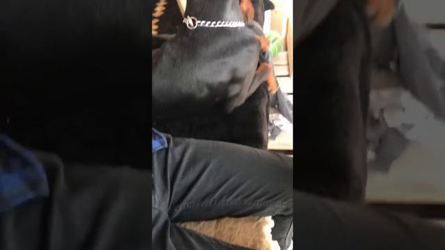 #доберман#доберманЛокки#разговорчивыйдоберман смотреть онлайн