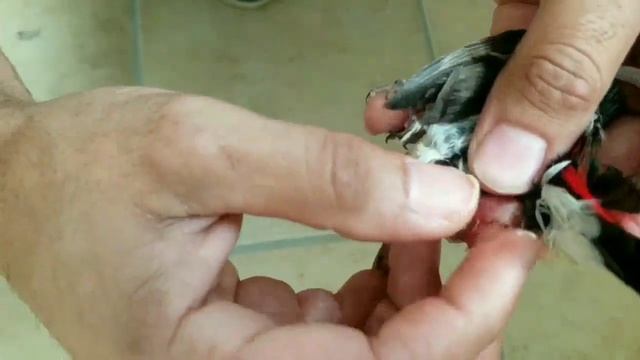 How to save an egg bound bird смотреть онлайн