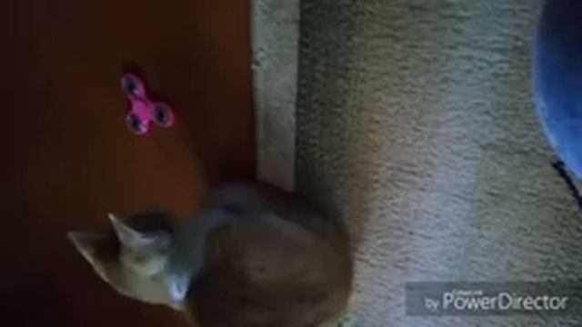 Даже у котёнка стресс? смотреть онлайн