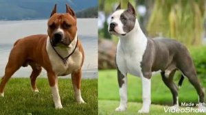 Амстафф против питбуля.Битва 3 группы терьеров.Кто кого?