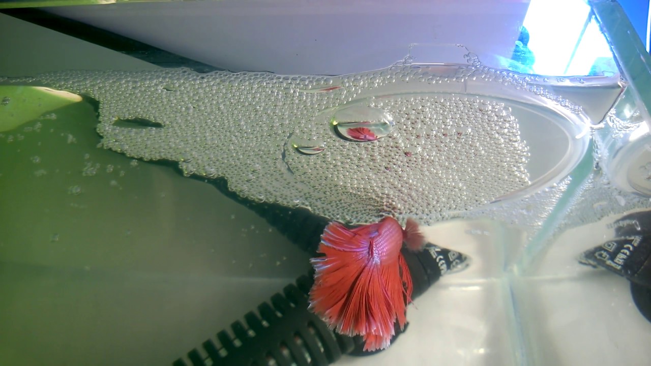 Аквариум для начинающих Петушки Мальки петушков от разных производителей смотреть онлайн