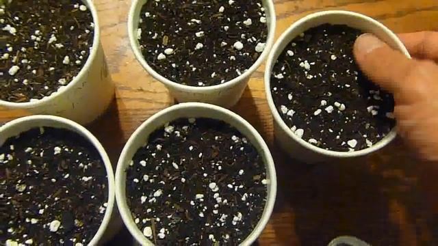 How to grow rambutan tree from seeds смотреть онлайн