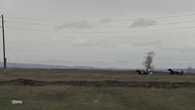 Заезд для рысистых лошадей старшего возраста Приз Совета старейшин Республики Хакасия смотреть онлайн