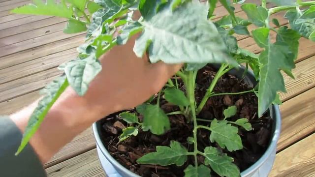 Pruning Indeterminate Tomatoes in Containers and Identifying Tomato 'Suckers' смотреть онлайн