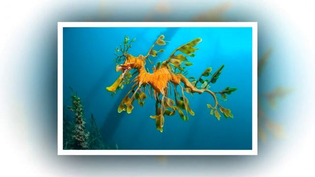 Лиственный морской дракон. смотреть онлайн