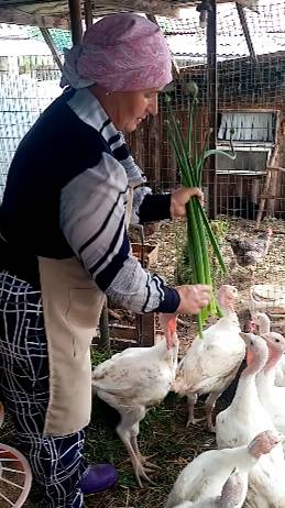 Индюки ОБОЖАЮТ эти стрелки. смотреть онлайн