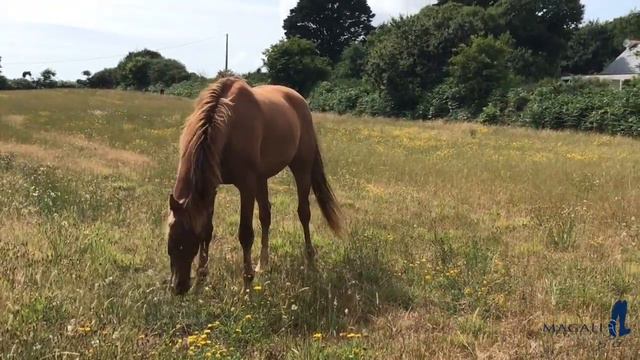 Geronimo-Bretagne смотреть онлайн