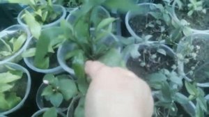 Псевдоэрантемум: условия содержания и размножение.