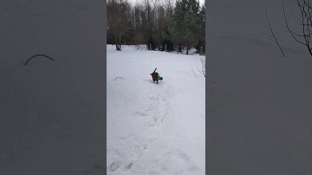 Охота на куропатку с Таксой 🐕 #funny #funnyvideo #dog смотреть онлайн