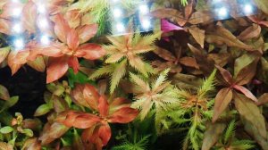 Прозерпинака палюстрис  (Proserpinaca palustris) условия содержания и разведения в аквариуме