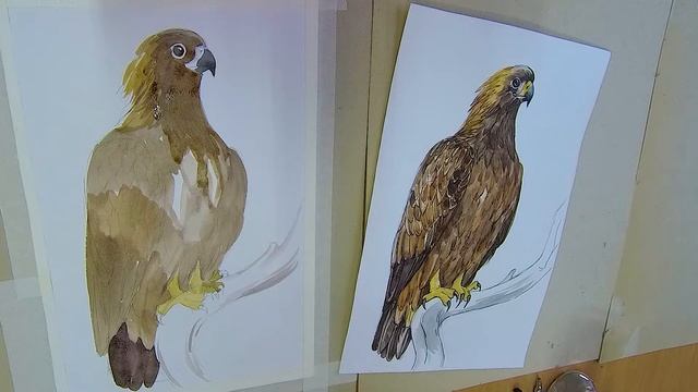 рисуем беркута смотреть онлайн