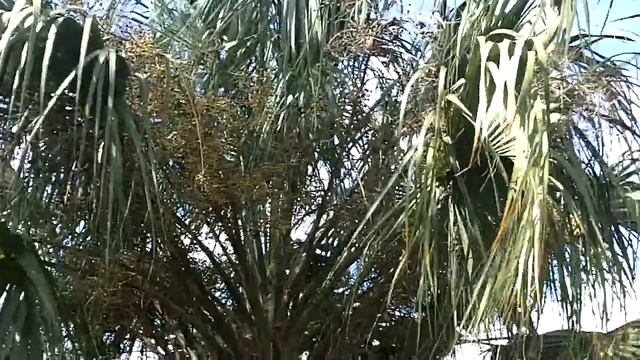 Sabal Palmetto - Cabbage Palm Tree смотреть онлайн