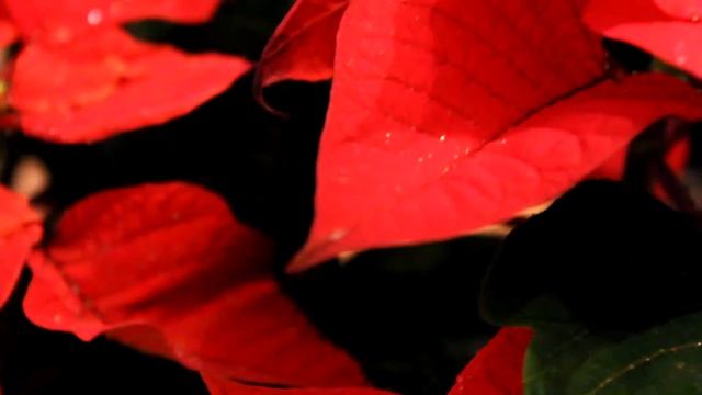 Пуансеттия - рождественская звезда. смотреть онлайн