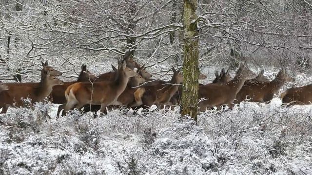 Вивальди Времена года Зима смотреть онлайн