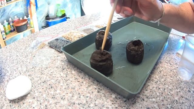 Как прорастить семена. Лучший и простой способ. смотреть онлайн