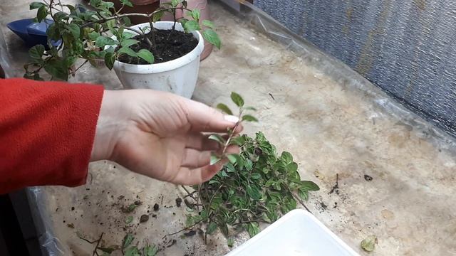 Фуксия так и манит!!! ФУКСИМАНИЯ!