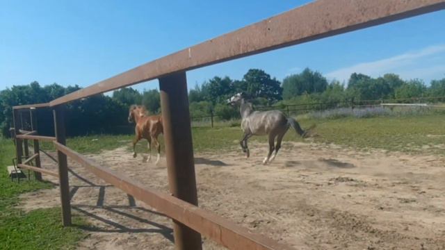 побегали немного.... смотреть онлайн