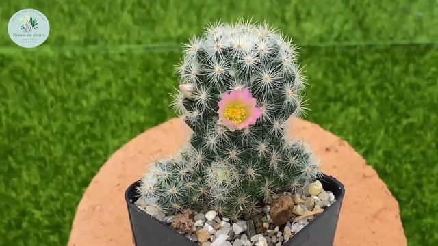 Time-lapse Mammillaria Prolifera Flower смотреть онлайн