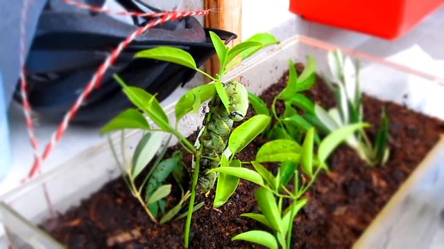 Acherontia atropos, larva HD смотреть онлайн