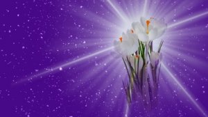 Футаж. Цветы на снегу 64