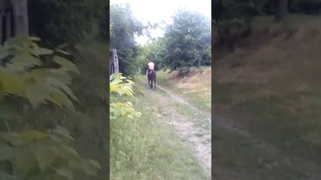 Учитесь как нужно ездить на коне верхом? смотреть онлайн