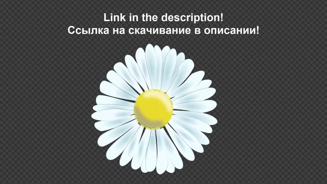 Цветок маргаритка крутится: анимационные цветочные футажи БЕСПЛАТНО на хромакее и прозрачном фоне смотреть онлайн