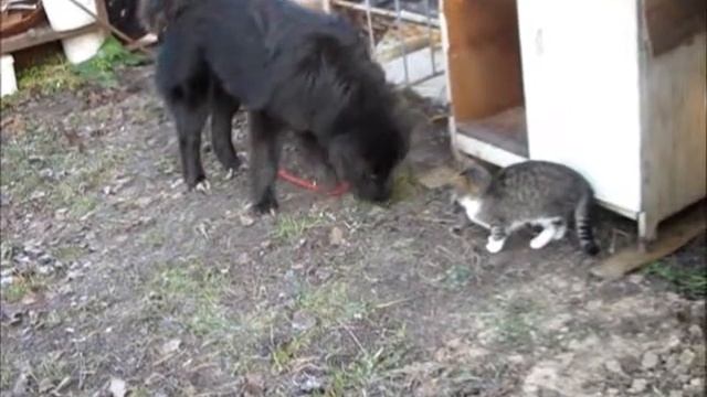 Монгольская овчарка-банхар. П-к "Монголдог". Мелочь пузатая и Барсик смотреть онлайн