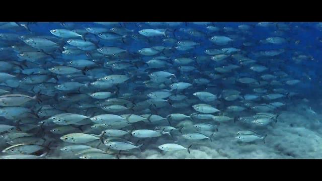 A Cinematic GoPro Video Underwater - INTO THE OCEAN смотреть онлайн