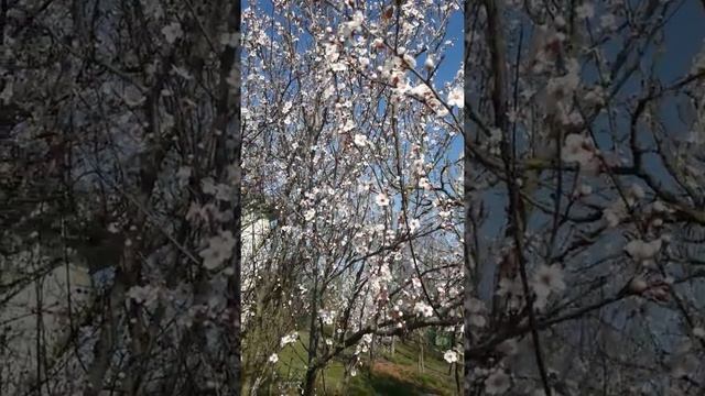 Ленкоран 11.03.2020 смотреть онлайн