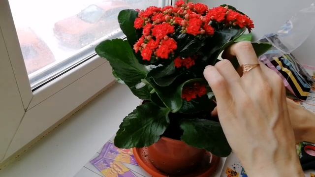 Комнатные растения. Каланхоэ смотреть онлайн