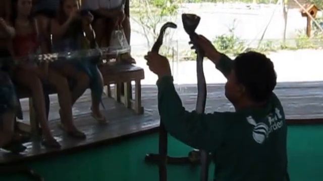 Кобра кусает тайца за губу смотреть онлайн