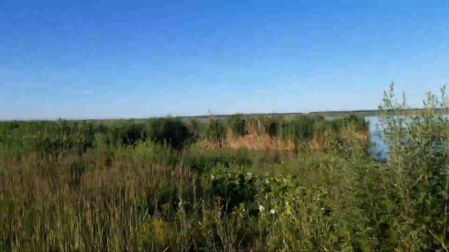 19.06.21 тольятти- сускан, залив волги! Карась клюет дуром!!! поплавкоовая рыбалка! смотреть онлайн