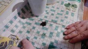 Лавр благородный. Подготовка семян и посадка.