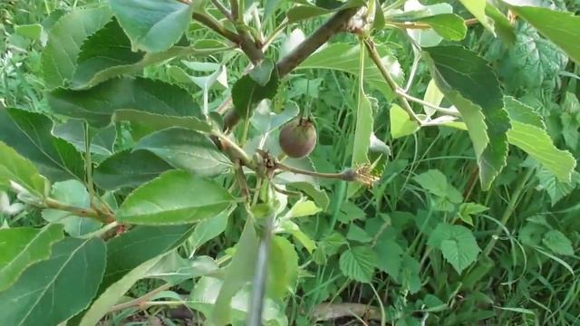 Прореживание завязей яблони. Нормировка урожая в саду смотреть онлайн