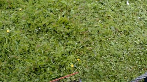 Т16 МГ КРАТКИЙ ОБЗОР КОСИЛКИ И КОСЬБА ОГОРОДА - часть 1