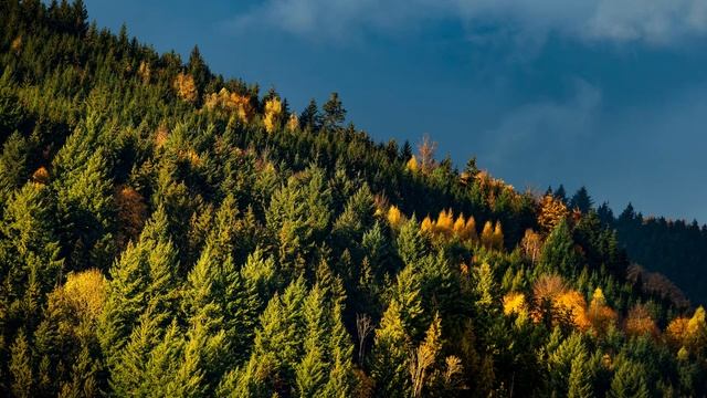 Peaks in the Black Forest | Calming Piano Meditation & Sleep Music | 3 Hours смотреть онлайн