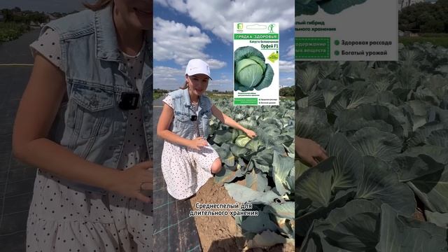 Капуста, богатая противоязвенным витамином U??капуста Орфей F1 | обзор УСАДЬБА-СЕМЕНА смотреть онлайн