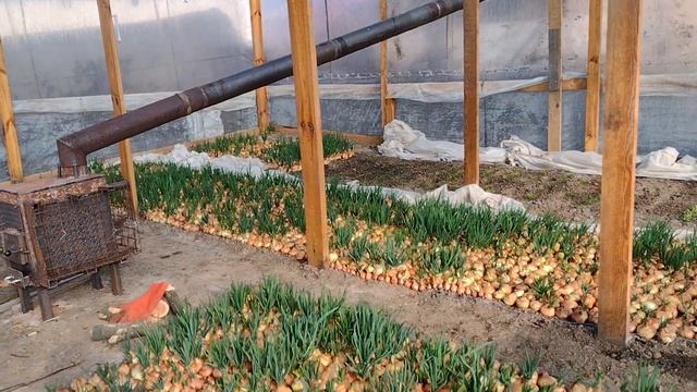зеленый лук на перо в теплице, продолжение... смотреть онлайн