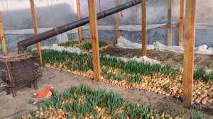 зеленый лук на перо в теплице, продолжение...