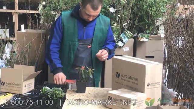 Agro-Market.net | Упаковка саженцев в контейнерах и горшках | Честное видео со склада смотреть онлайн