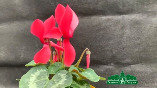 Цикламен персидский в Питомнике Вашутино смотреть онлайн