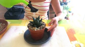 ХАВОРТИИ. Уход в домашних условиях