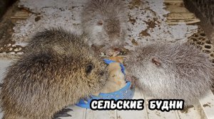 Нутрия ощенилась : что делать со слабыми щенками / Апрельский град на Кубани